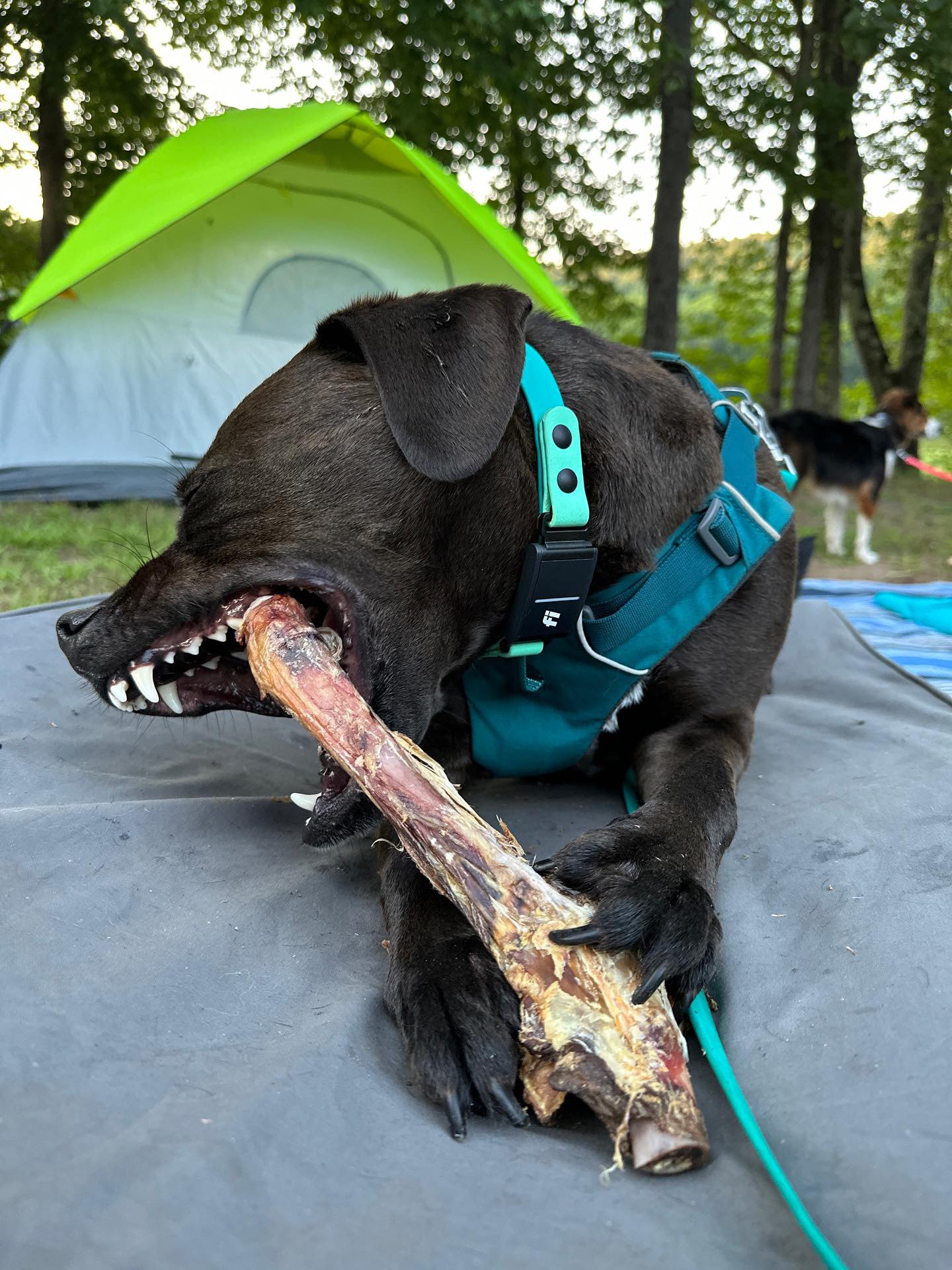 Lamb Shank (GFF & Pasture Raised)