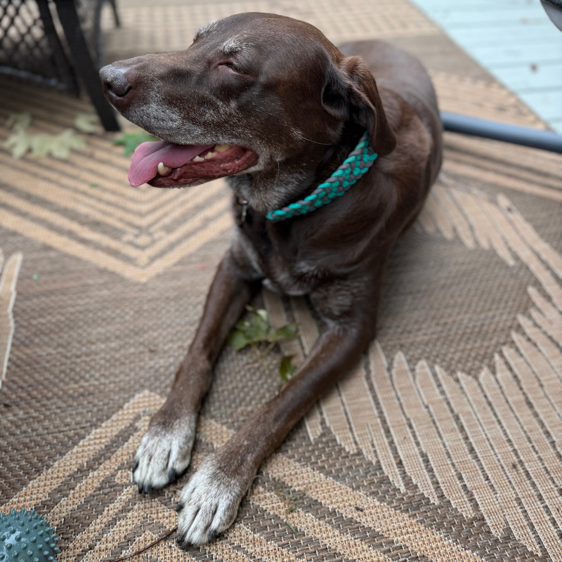 Josephine Braid Handmade Dog Collar - Customize Your Colors