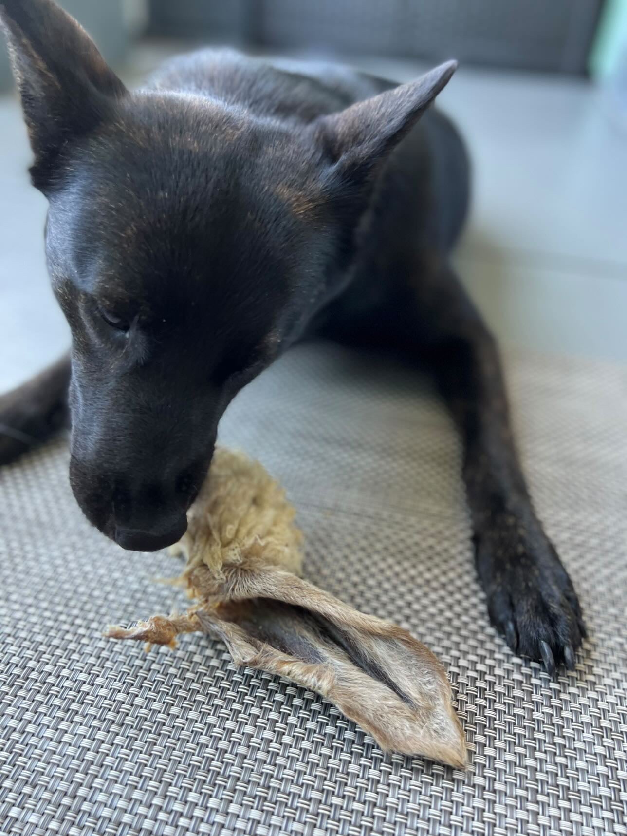 Lamb Ears (Furry & Non Fur)