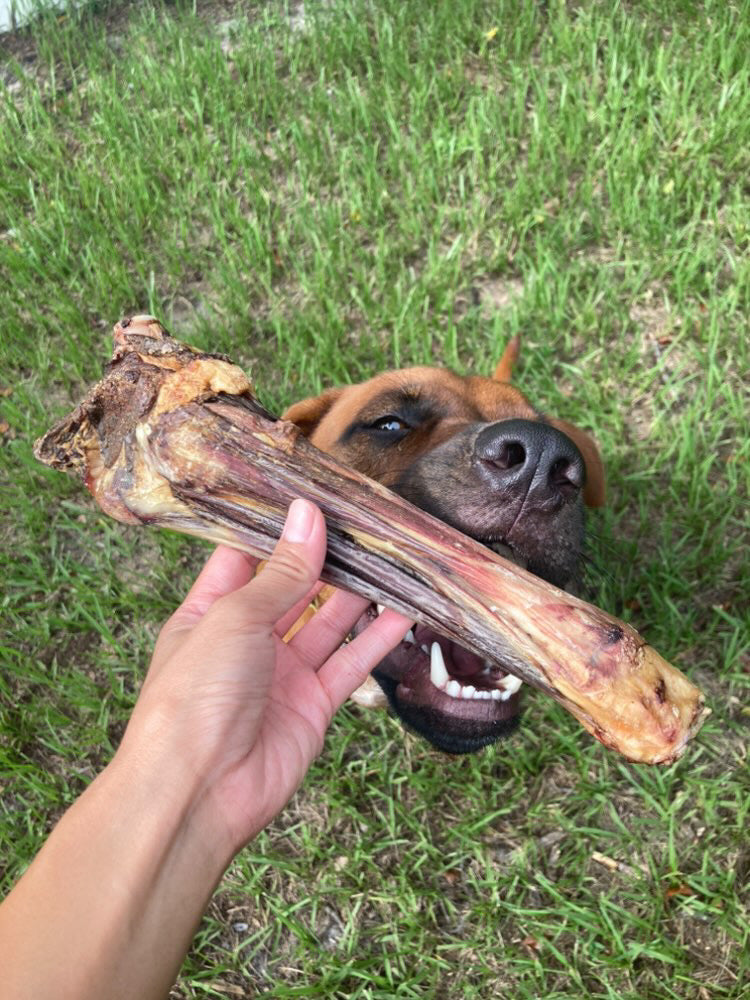 Lamb Shank (GFF & Pasture Raised)