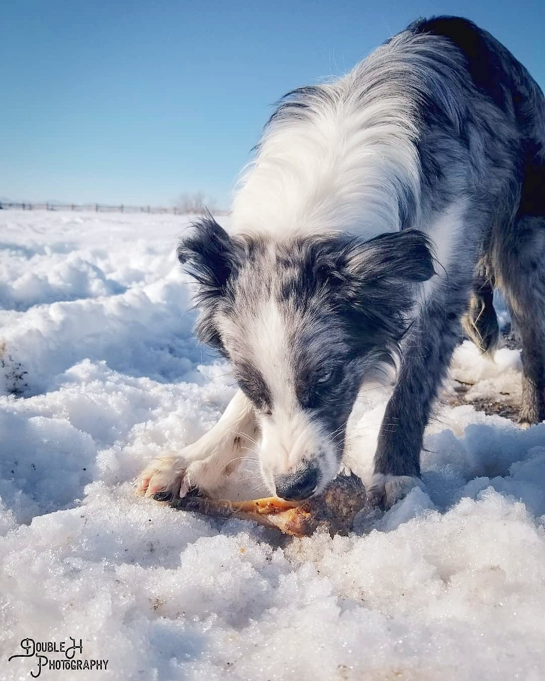 Lamb Shank (GFF & Pasture Raised)