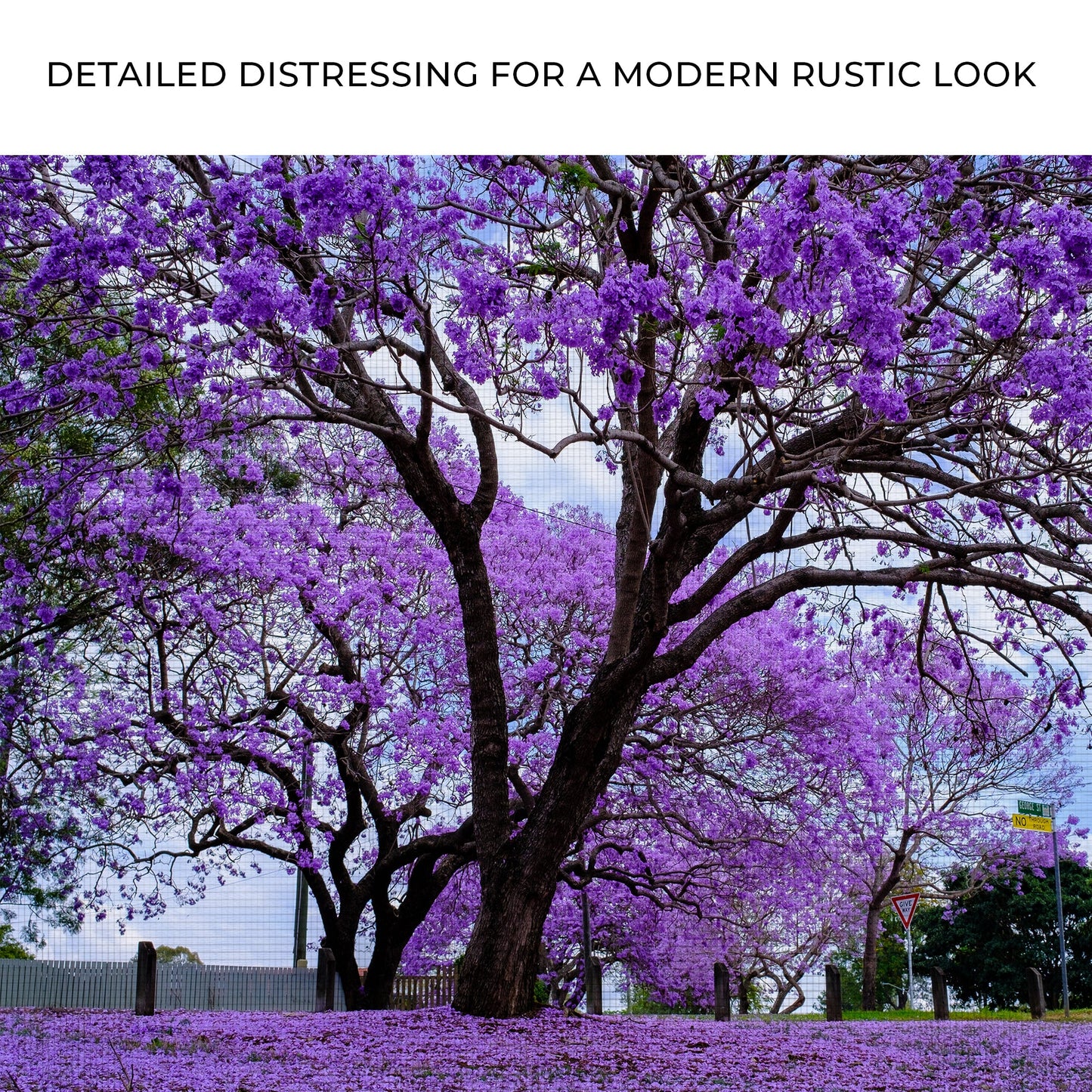 Jacaranda Trees Canvas Wall Art